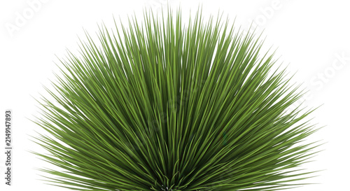 Close-up of green pine tree needles