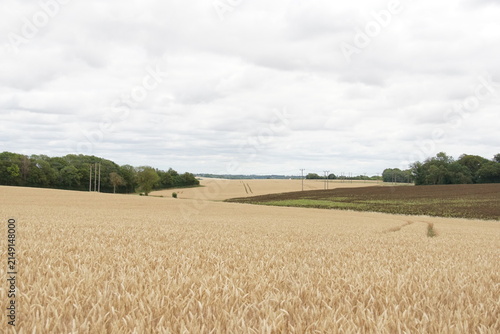 Fields, rural, village, suffolk, uk, around Haverhill, July 2026