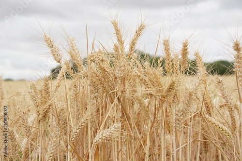 wheat field, summer, harvest time, uk, suffolk, haverhill, sturmer, July 2026, farming, agriculture, dry summer, golden grains, nature