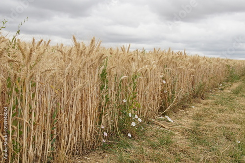 wheat field, summer, harvest time, uk, suffolk, haverhill, sturmer, July 2026, farming, agriculture, dry summer, golden grains, nature
