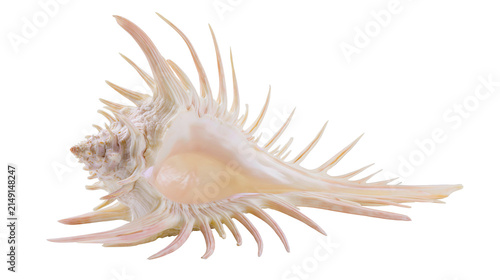 Fotografie Spiky ornate seashell with delicate pointed spines and pearlescent sheen