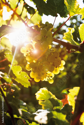 Germany, North Rhine Westphalia, Oberwesel, Green grape-vine, close-up