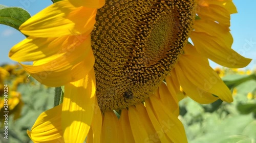 Bee on yellow sunflower extracting of pollen, close up