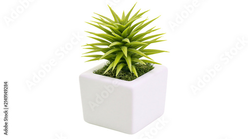 Green succulent plant in white square pot with moss