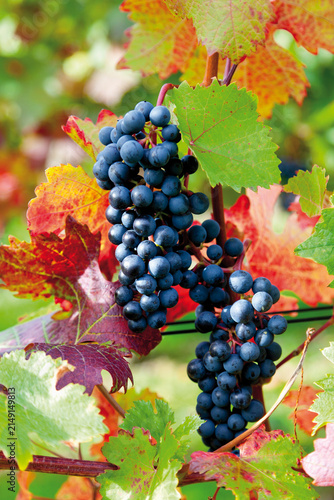 Europe, Germany, Rhineland-Palatinate, Bad Neuenahr-Ahrweiler, Red wine hiking trail with bunches of grapes in vineyard, close up