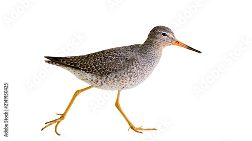Spotted sandpiper bird with orange legs walking