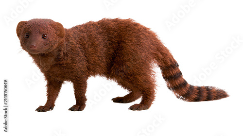Bild auf Leinwand Brown banded mongoose with striped tail standing