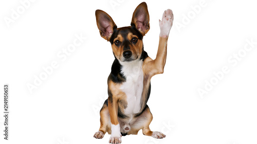Obraz na plátně Dog raising paw sitting, looking at camera
