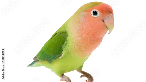 Canvas Print Peach-faced lovebird with green wings and body