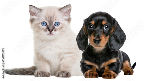 Фотография Fluffy Ragdoll kitten with blue eyes and black and tan Dachshund puppy
