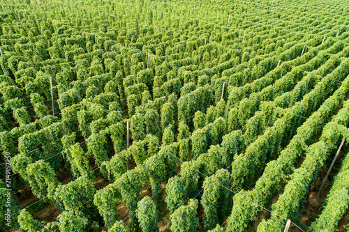 Hop field, Humulus lupulus