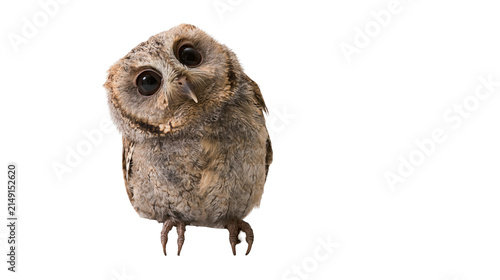 Konstfotografi Small fluffy owl with big dark eyes tilted head