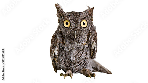 Foto Screech owl with large yellow eyes and ear tufts