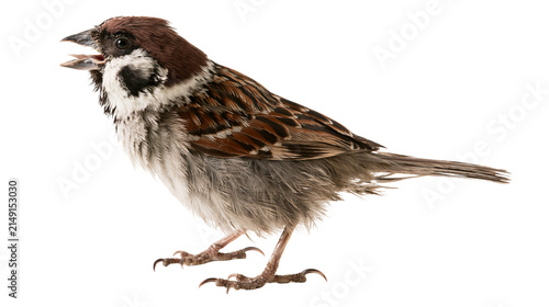 Foto House sparrow bird with open beak and brown feathers