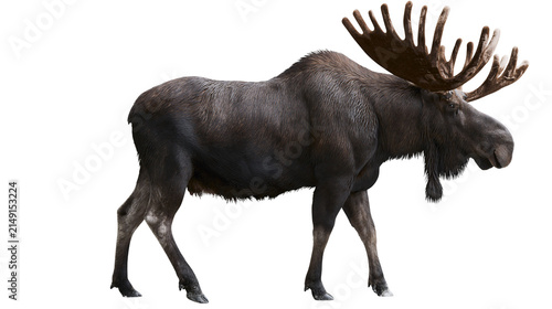 Large male moose with impressive antlers standing on white