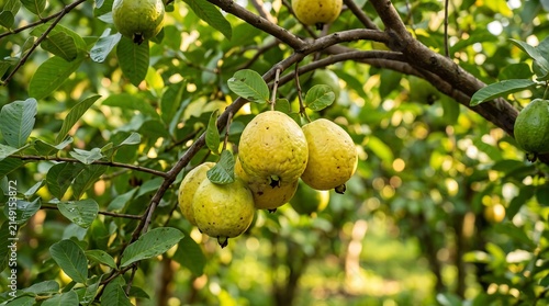 Fresh guavas hanging on a tree branch in a sunny garden