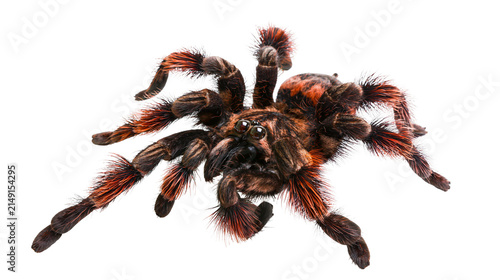 Foto Hairy tarantula spider with orange and black legs