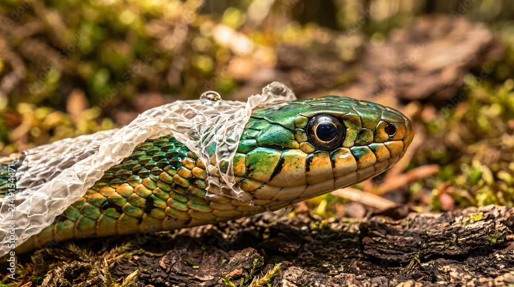 Fototapeta premium Snake Mid-Shed Old Translucent Skin Peeling Head Fresh Bright New Scales Eye Cap Clear Water Droplet Macro Reptile Renewal