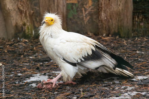 Canvas Print Neophron percnopterus, Egyptian vulture