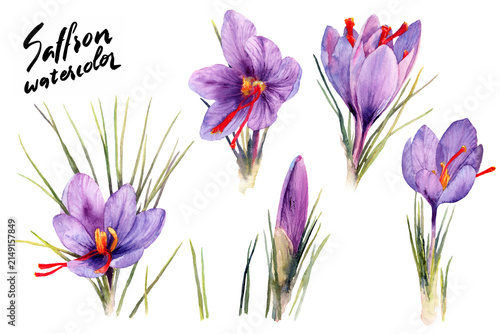 Saffron crocus watercolor flower collection with purple blooms