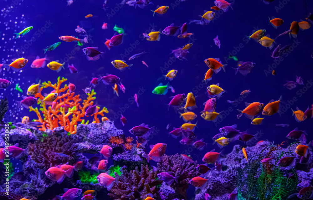 Fototapeta premium Neon colorful tropical fish background for creative cyber web design banner
