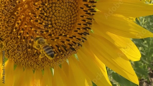 A bee is collecting pollen from a bright yellow sunflower