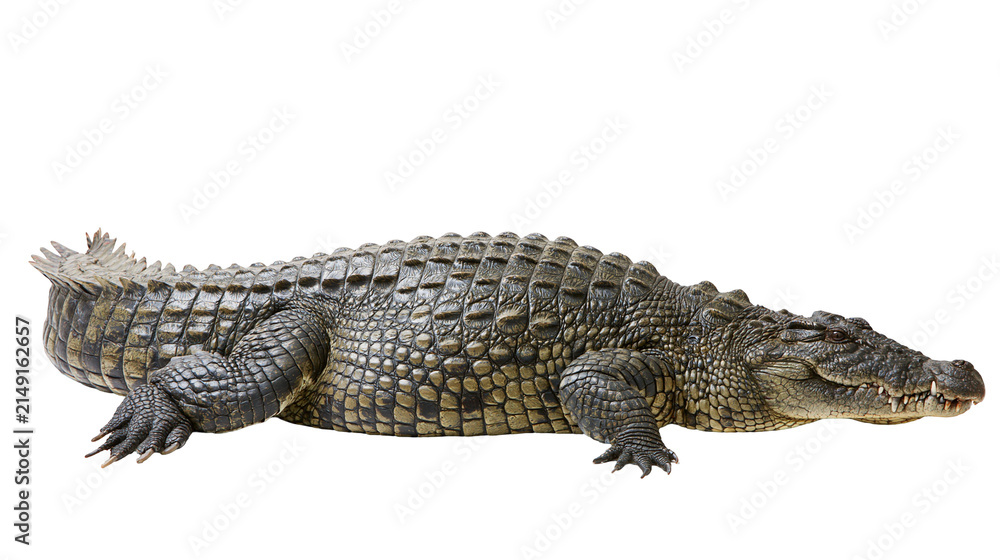 Fototapeta premium Large Nile crocodile with textured scales and sharp teeth