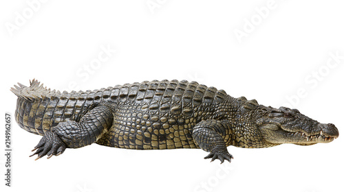 Large Nile crocodile with textured scales and sharp teeth