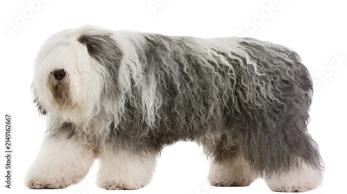 Old English Sheepdog with shaggy grey and white fur