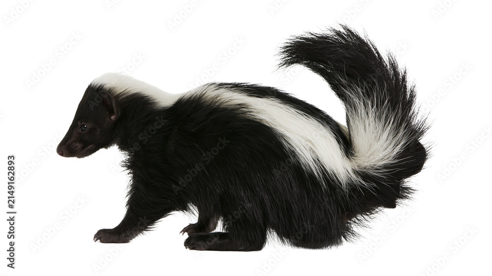 Photography Poster Black and white striped skunk with bushy tail