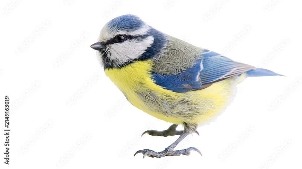 Obraz premium Blue tit bird with yellow and blue feathers