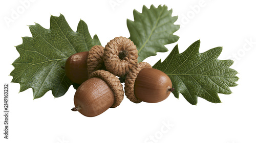 Fotografía Group of acorns with oak leaves