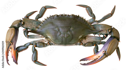 Fotografie Blue crab with sharp claws and spiky shell