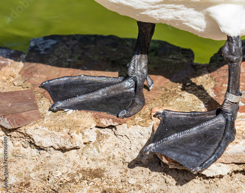 Obraz na plátně Close-up of black webbed feet on rocky surface