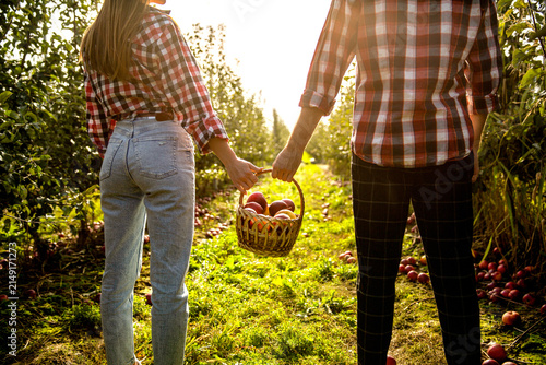 Gardeners holds a basket of ripe apples. Hands holding fruits. Apple basket. Gardening. Woman and man harvesting apples. Hands, apple in basket. Woman and a man hold a basket apples in hand