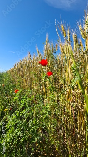 Bild auf Leinwand Magnifique paysage de bordure d'un champ de blé avec des coquelicots en fleur qu