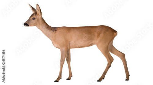 Foto Roe deer female standing profile view