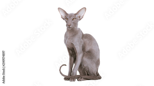 Quadro su tela Oriental Shorthair cat sitting with large ears and slender body