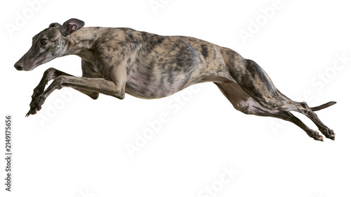 Quadro su tela Brindle Greyhound dog running with legs extended