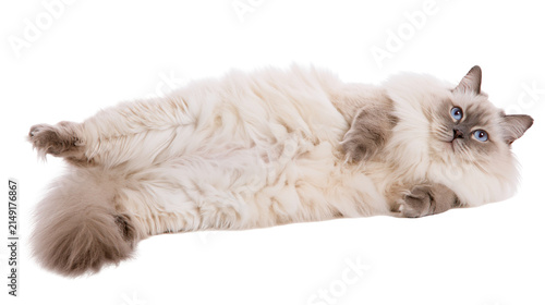 Fotografía Fluffy Ragdoll cat with blue eyes lying on its back