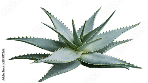 Succulent Aloe Vera Plant with Spiky Leaves