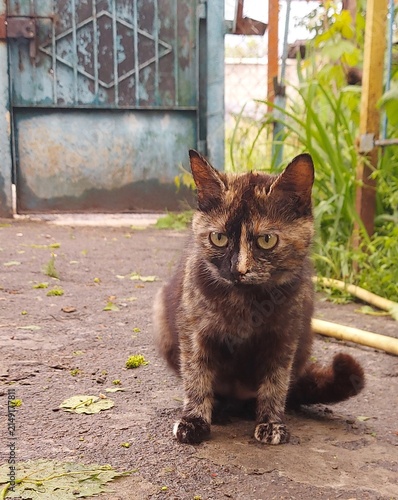 Close-up of a tortoiseshell domestic cat crouching on a wet garden path surrounded by green plants. Curious feline with expressive eyes in a natural backyard setting. Cozy countryside atmosphere, pet