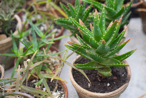 Close-up of a healthy aloe vera succulent growing in a clay pot surrounded by various potted succulents. Natural light highlights the thick green leaves with sharp serrated edges, creating a fresh