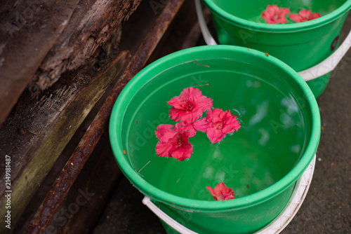 Close-up of bright pink azalea blossoms floating in clean water inside green plastic buckets. Simple floral composition with rustic wooden background, gardening, flower harvesting, decoration