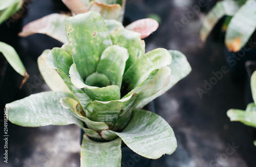 Close-up of a green bromeliad plant with broad rosette-shaped leaves growing in a nursery pot. Tropical ornamental houseplant photographed in a greenhouse with a soft blurred background, ideal for