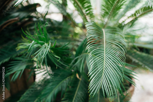Close-up of lush green cycad palm leaves with delicate feather-like fronds in a tropical greenhouse. Exotic evergreen foliage creates a natural botanical background with soft focus and vibrant texture