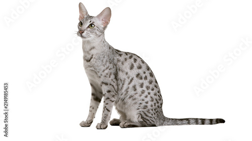 Foto Egyptian Mau cat with spotted coat sitting and looking to the side