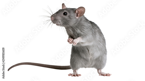 Gray rat standing on hind legs with front paws clasped