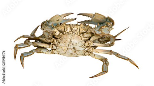 Obraz na plátně Blue crab with claws raised top view, white