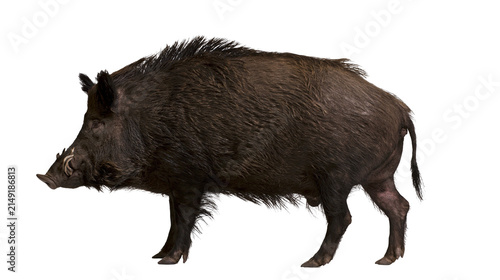 Cuadro en lienzo Wild boar with tusks and bristly mane, side view
